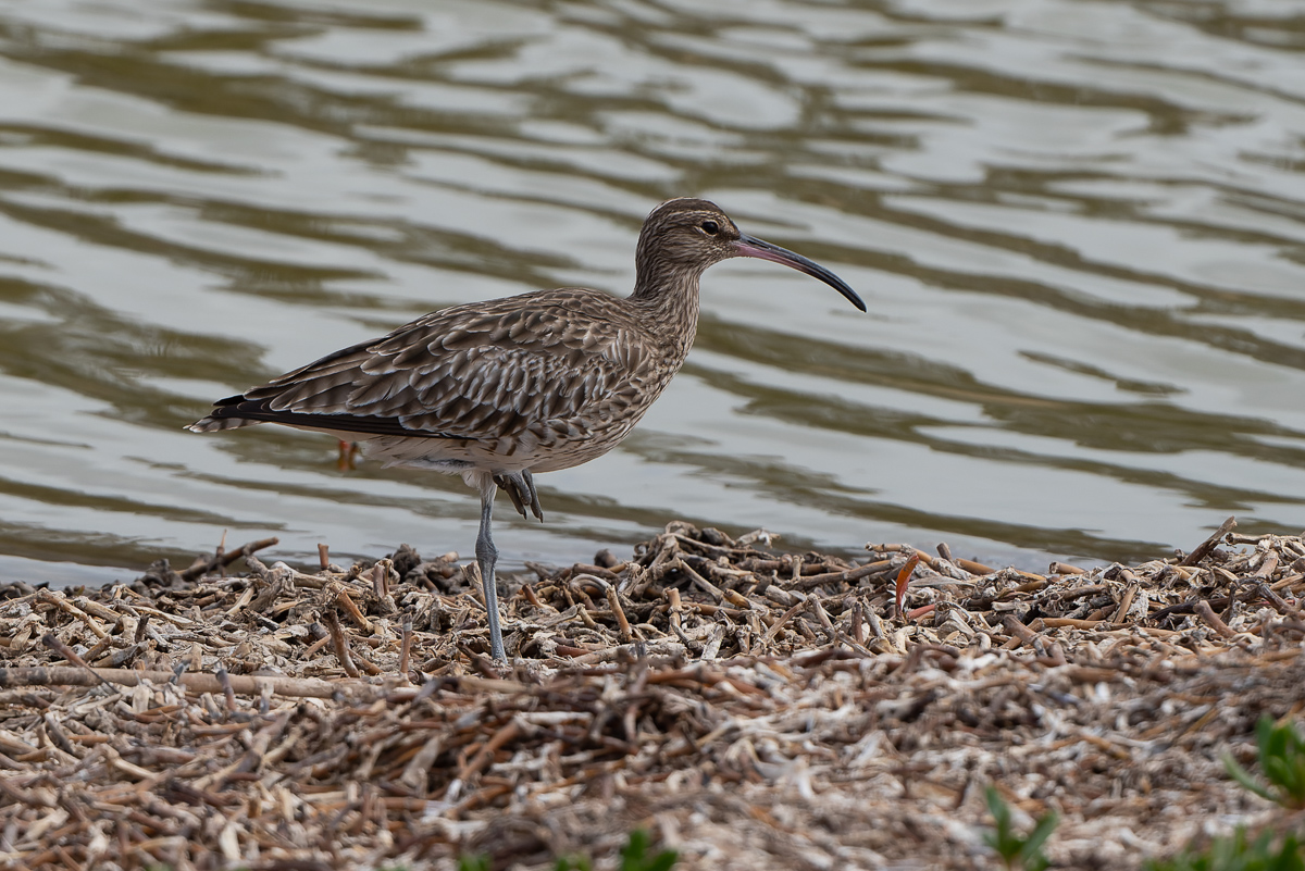Regenwulp (Numenius phaeopus)